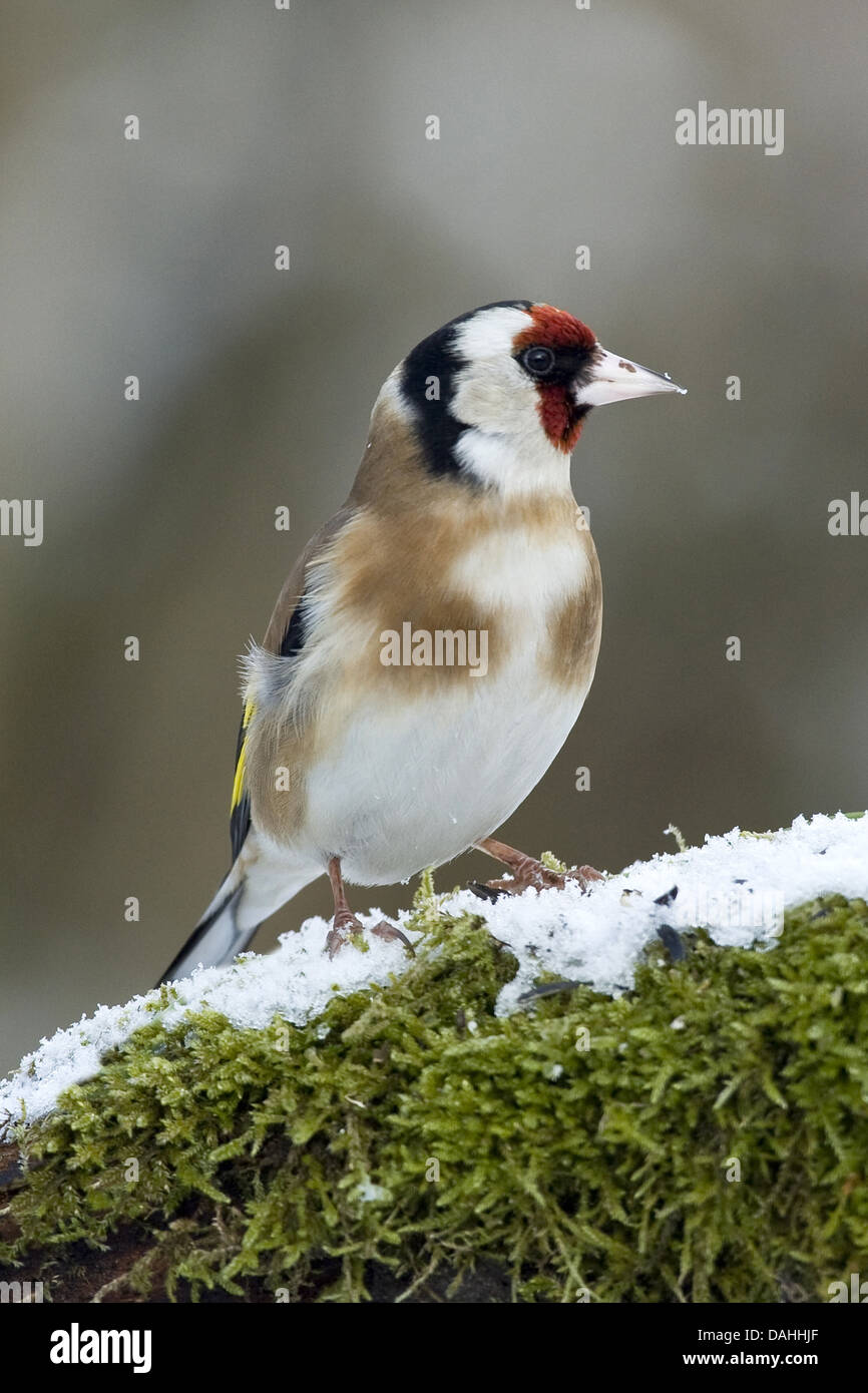 Chardonneret élégant, Carduelis carduelis Banque D'Images