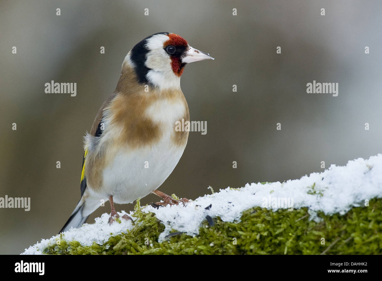 Chardonneret élégant, Carduelis carduelis Banque D'Images