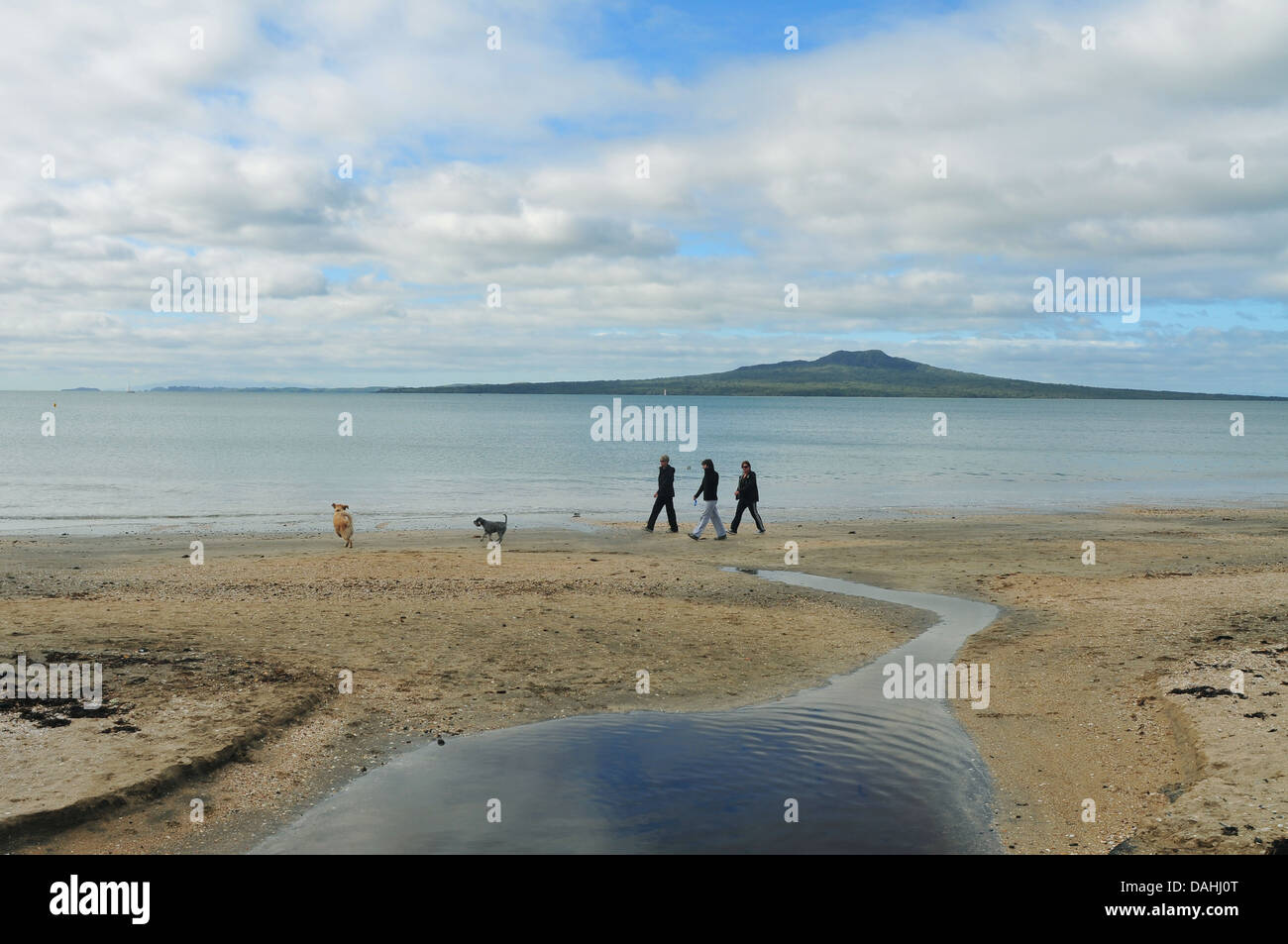 Groupe de personnes sur la plage à pied avec les chiens à Takapuna beach avec volcan Rangitoto island en arrière-plan Banque D'Images