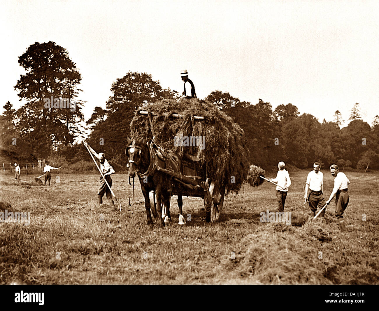 Au début des années 1900, la fenaison Banque D'Images