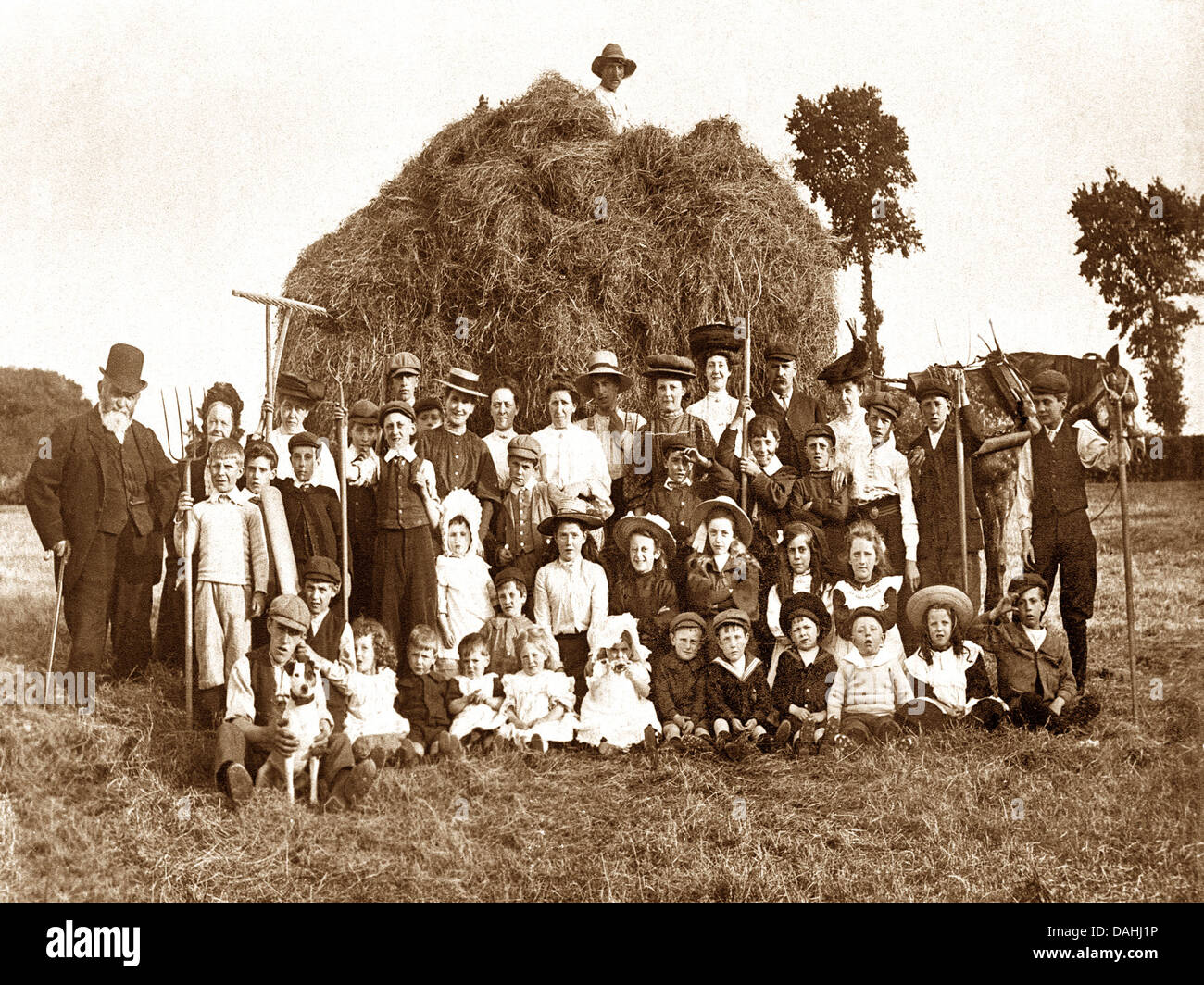 Au début des années 1900, la fenaison Banque D'Images