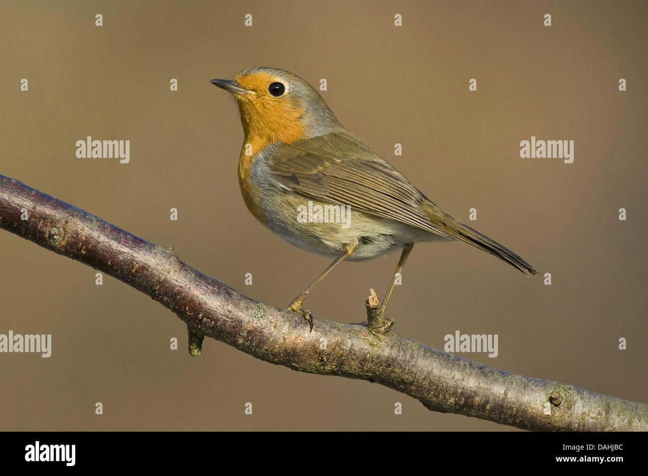 Robin européen, erithacus rubecula aux abords Banque D'Images