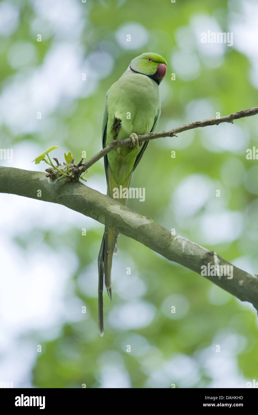 Perruche rose, Psittacula krameri Banque D'Images