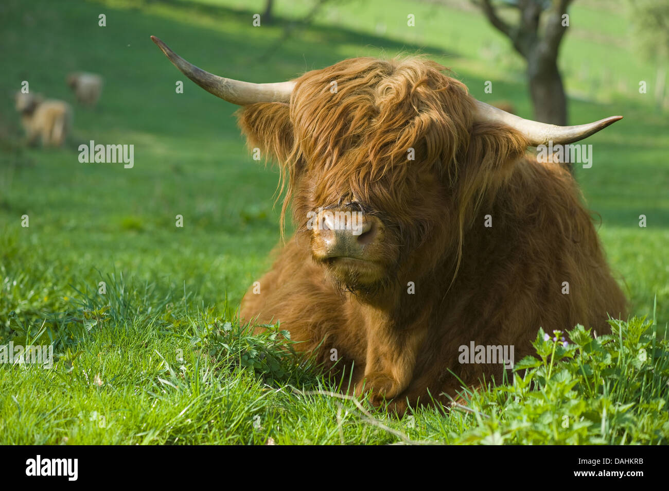 Les bovins, Bos primigenius taurus Banque D'Images