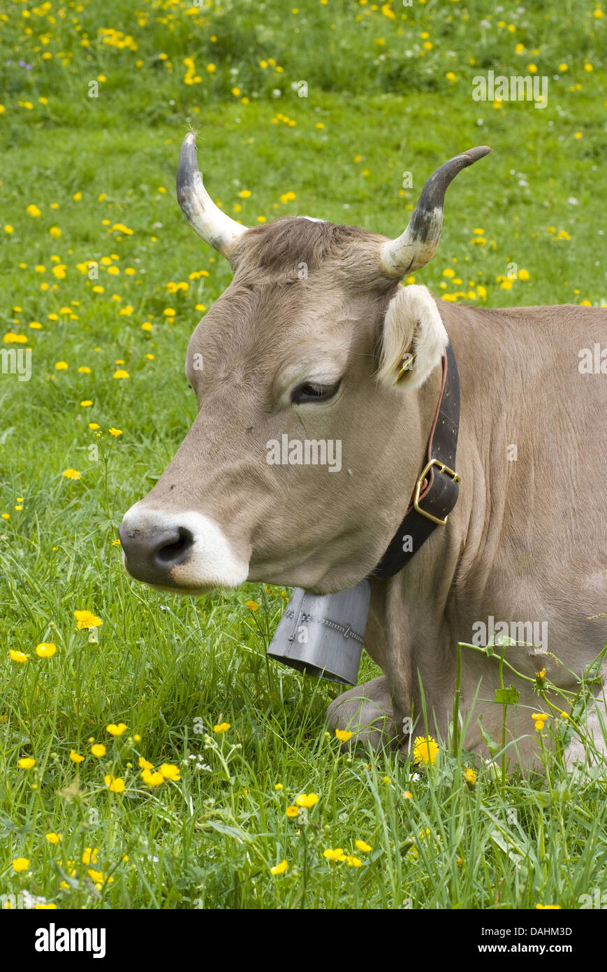 Vache avec cowbell sur les pâturages Banque D'Images