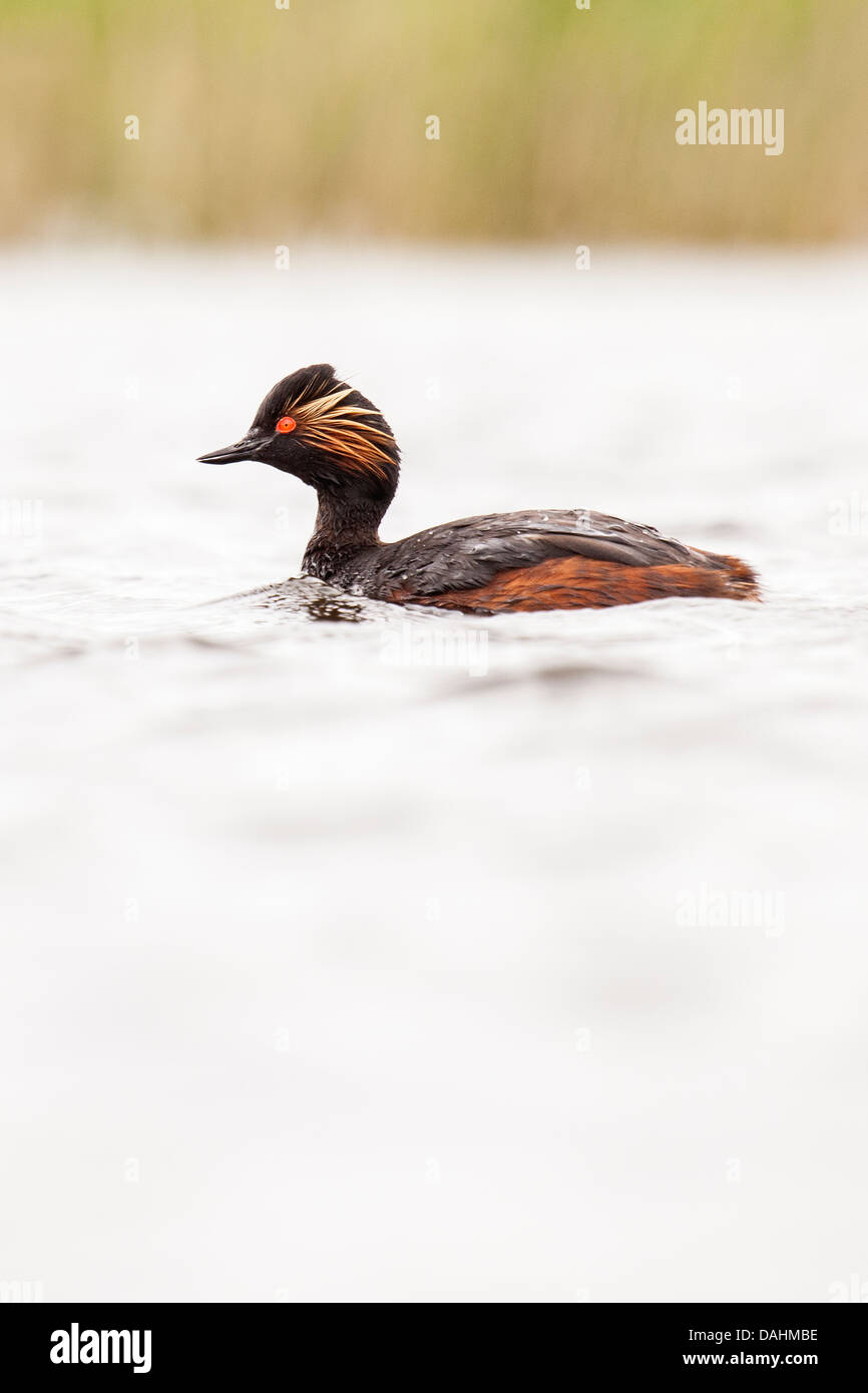 Grèbe à cou noir Podiceps nigricollis Banque D'Images