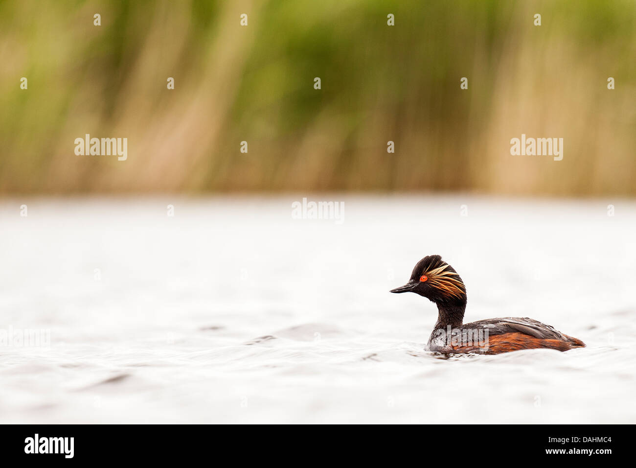 Grèbe à cou noir - Podiceps nigricollis Banque D'Images