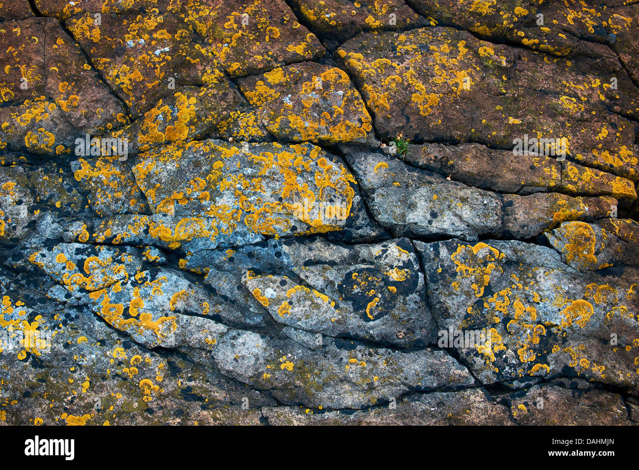 Whin Sill rock et de lichen. La côte de Northumberland, Angleterre Banque D'Images