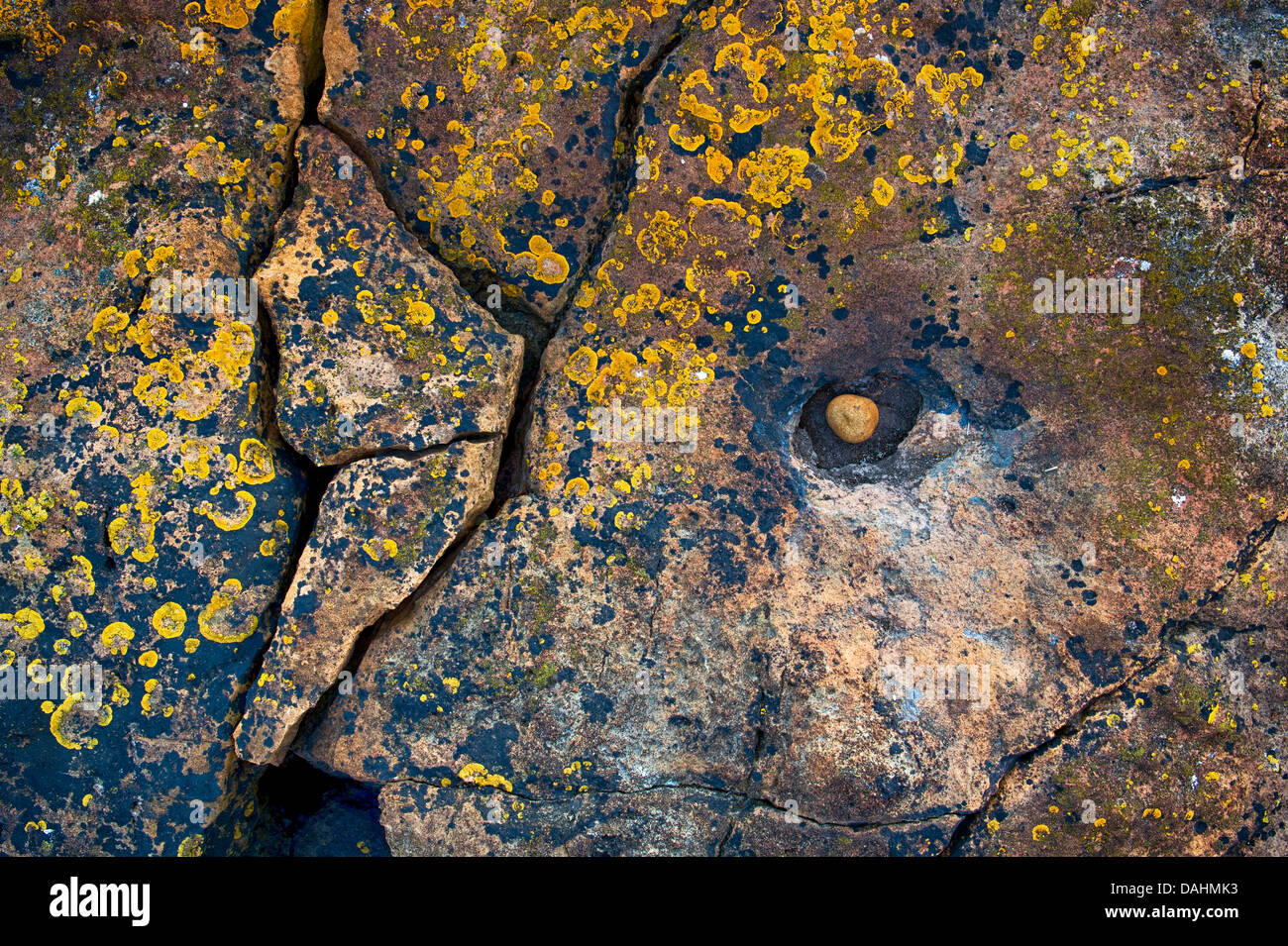 Whin Sill rock et de lichen. La côte de Northumberland, Angleterre Banque D'Images