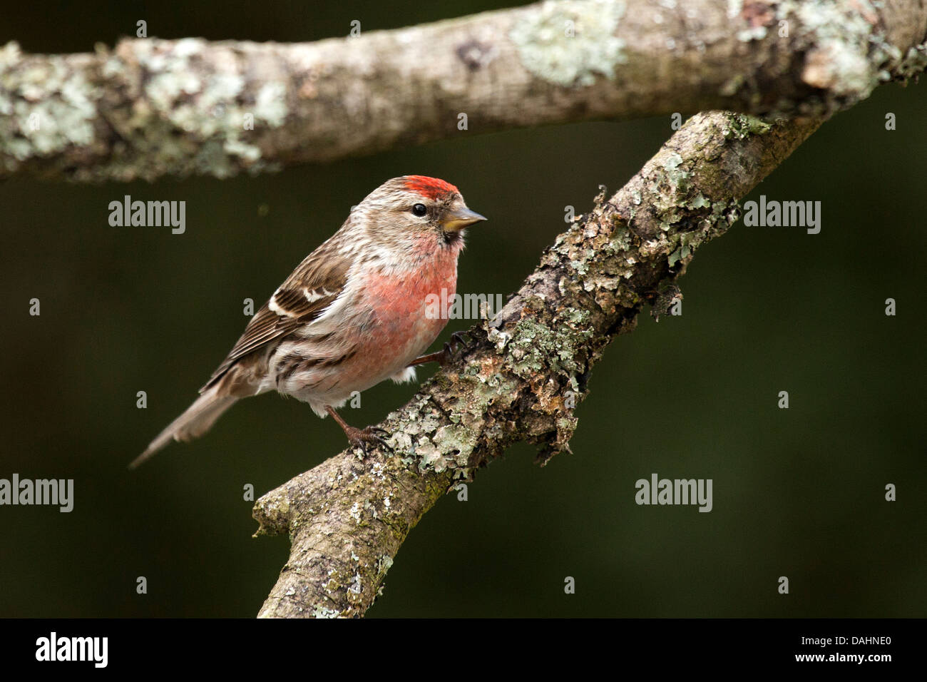 Sizerin flammé - Carduelis flammea Banque D'Images
