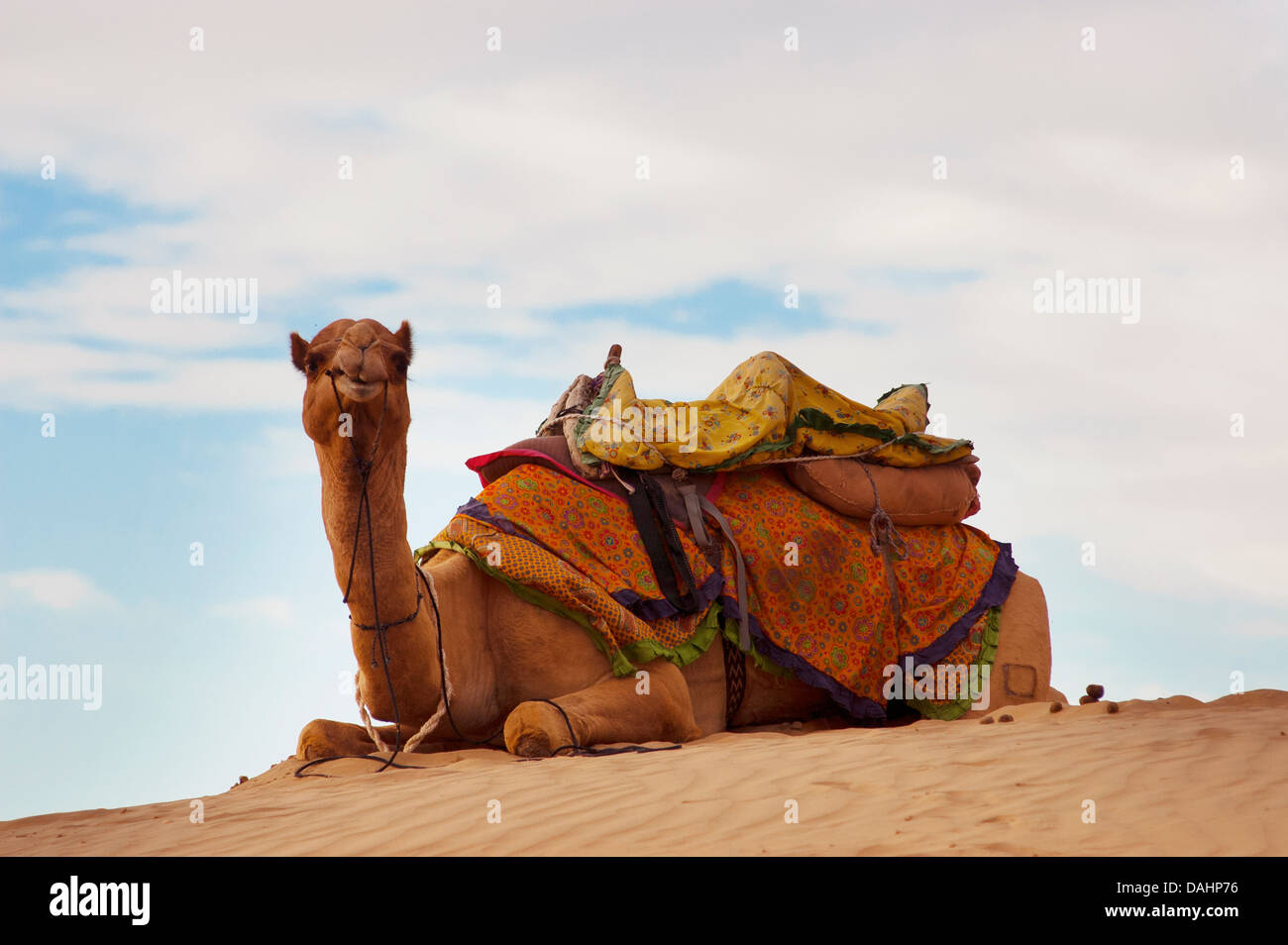 Un chameau sur la dune de sable de Sam, Jaisalmer, désert du Thar, Inde Banque D'Images