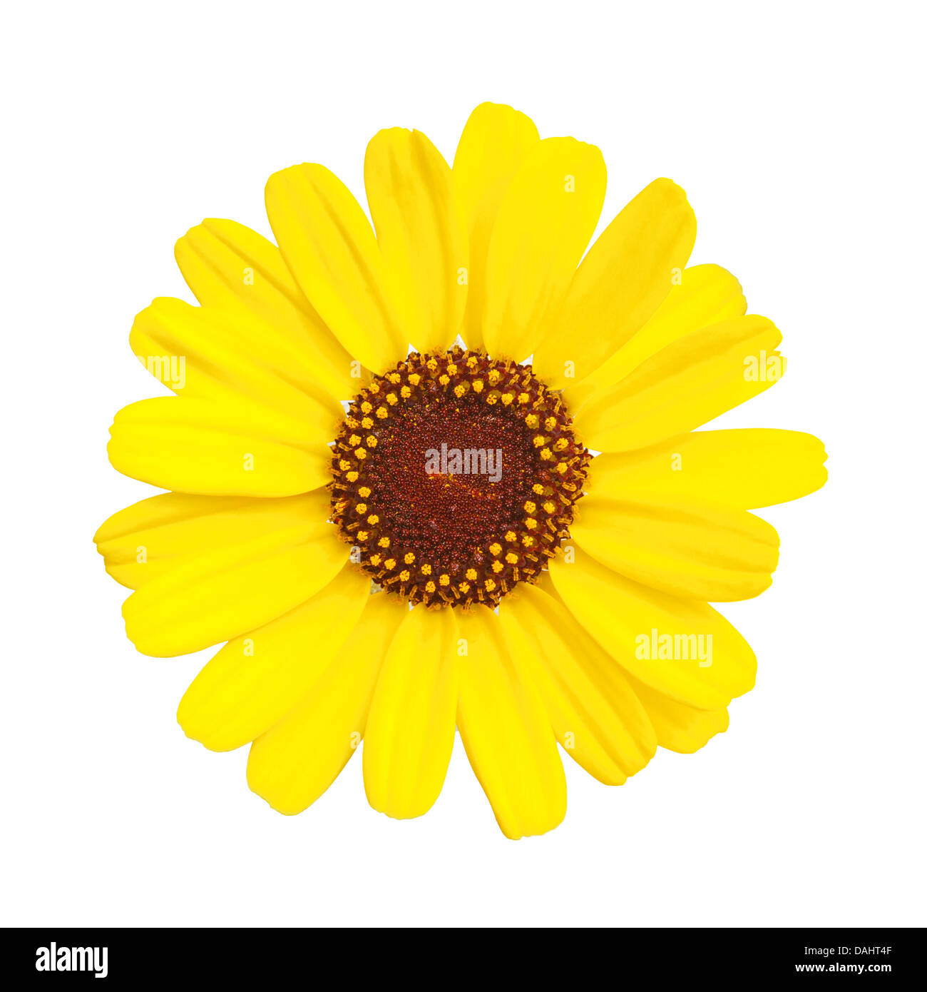 Fleur jaune, la rudbeckie hérissée (Rudbeckia hirta) , sur fond blanc Banque D'Images