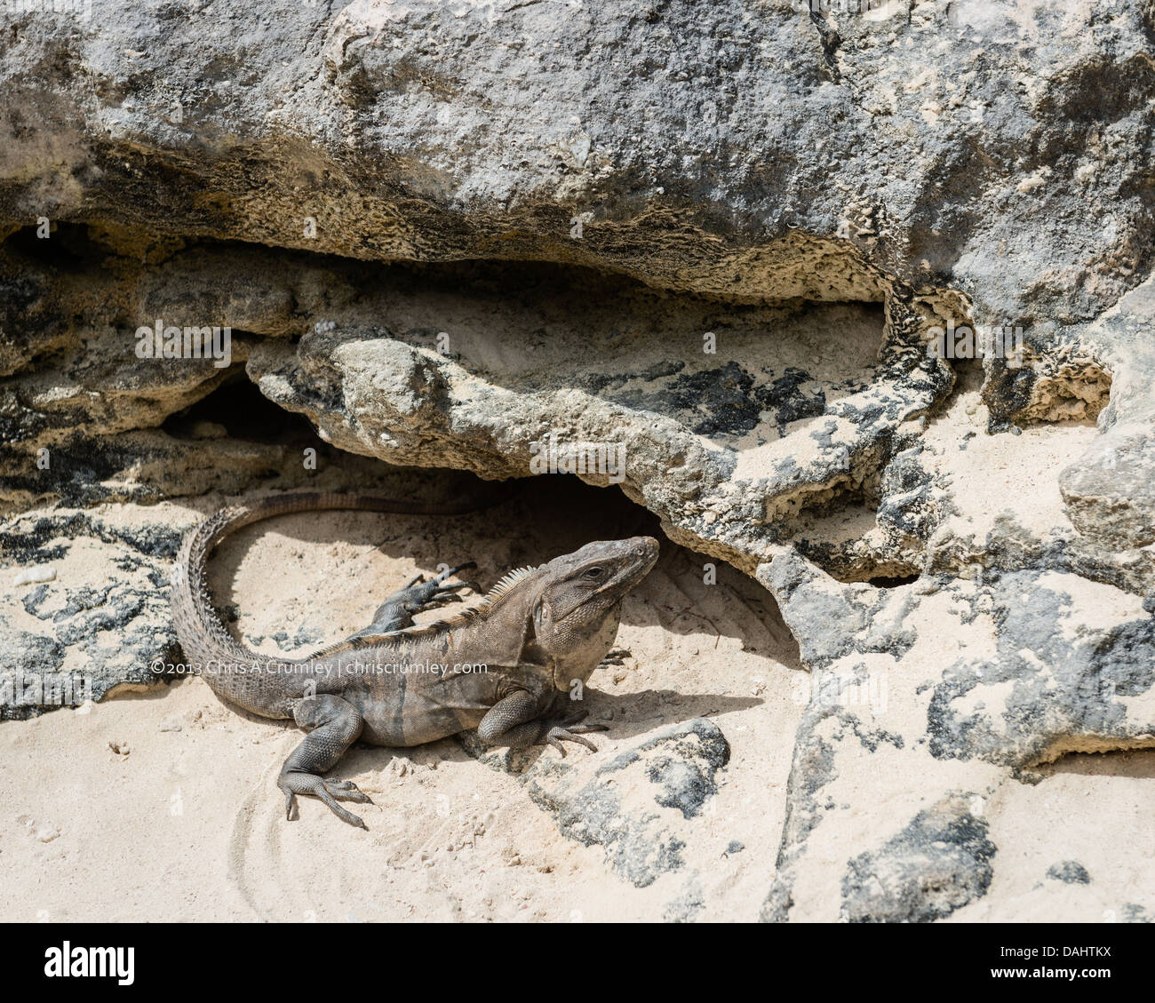 Le soleil lui-même par l'iguane des rochers sur une plage à Cozumel, Mexique. Banque D'Images