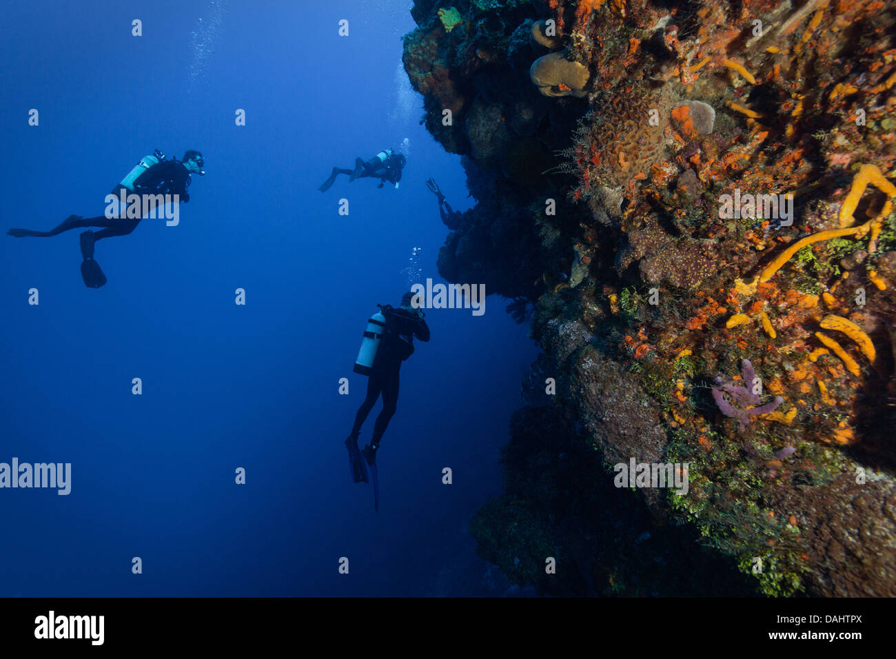 Quatre plongeurs explorant le roseau au large de Cozumel mexique Banque D'Images