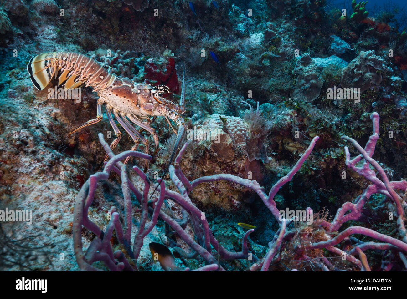 Le homard sur la barrière de corail au large de Cozumel mexique Banque D'Images