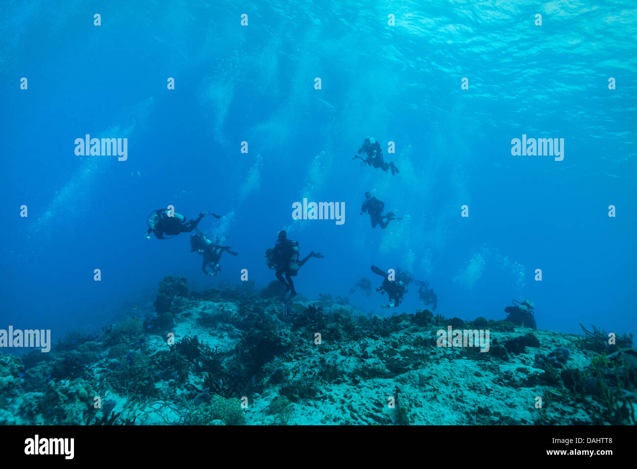 Huit plongeurs plongée sous-marine au large de Cozumel, Mexique. Banque D'Images
