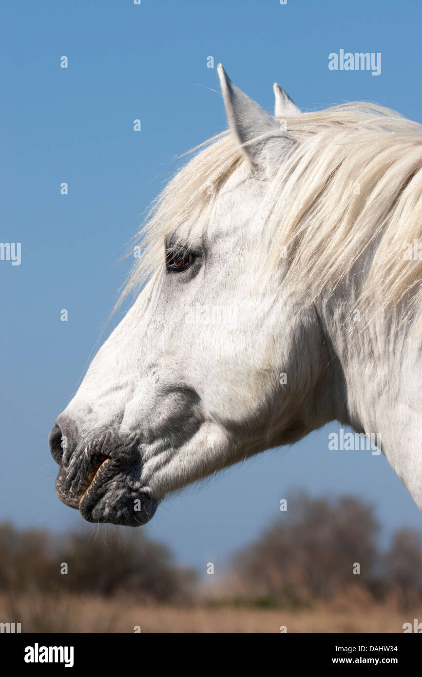 Profil de la tête de cheval de Camargue Banque D'Images