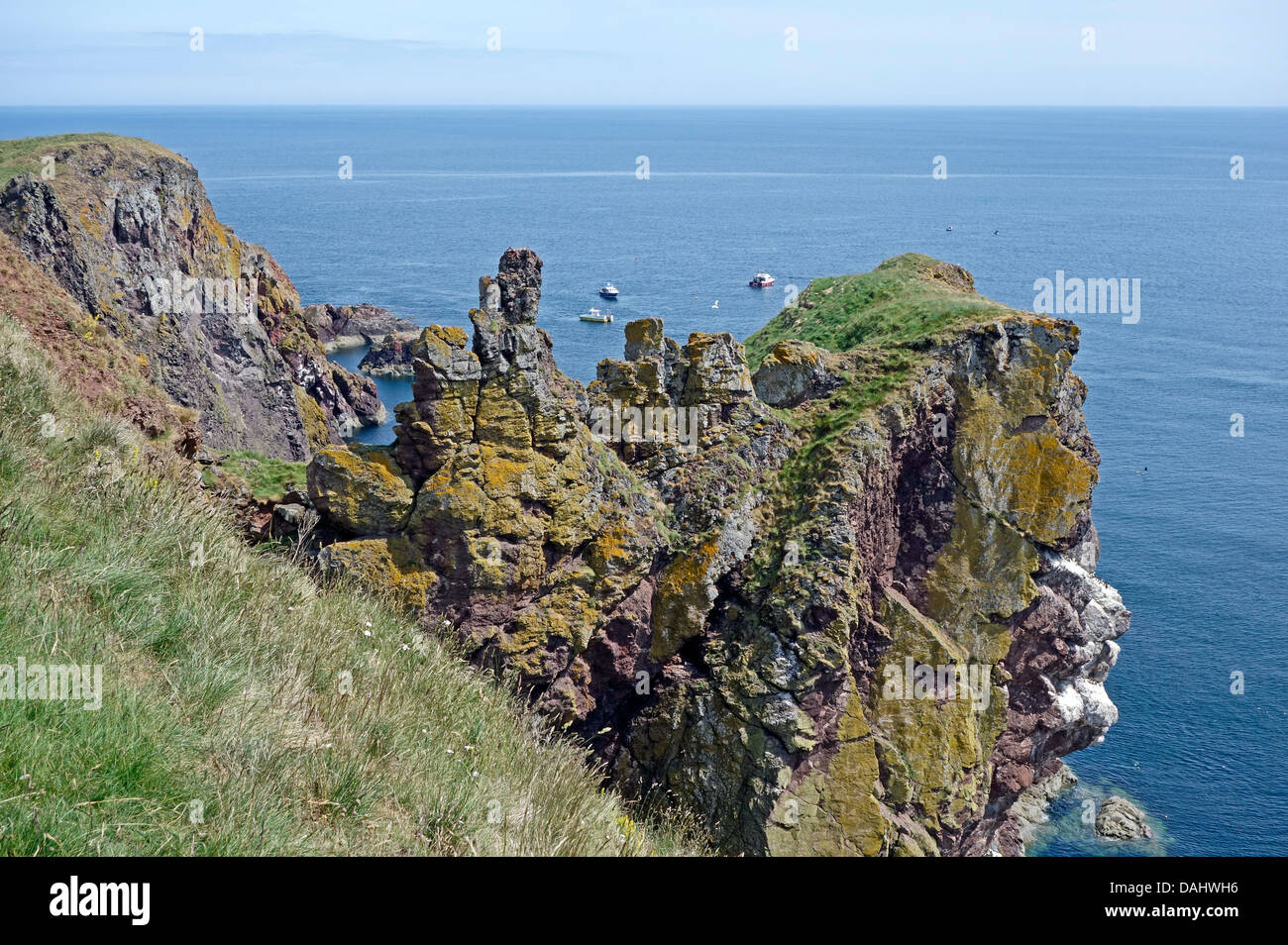Falaises à St Abb's Head Réserve naturelle nationale entre le phare (nord) et de St Abbs (sud) dans la région de Scottish Borders Banque D'Images