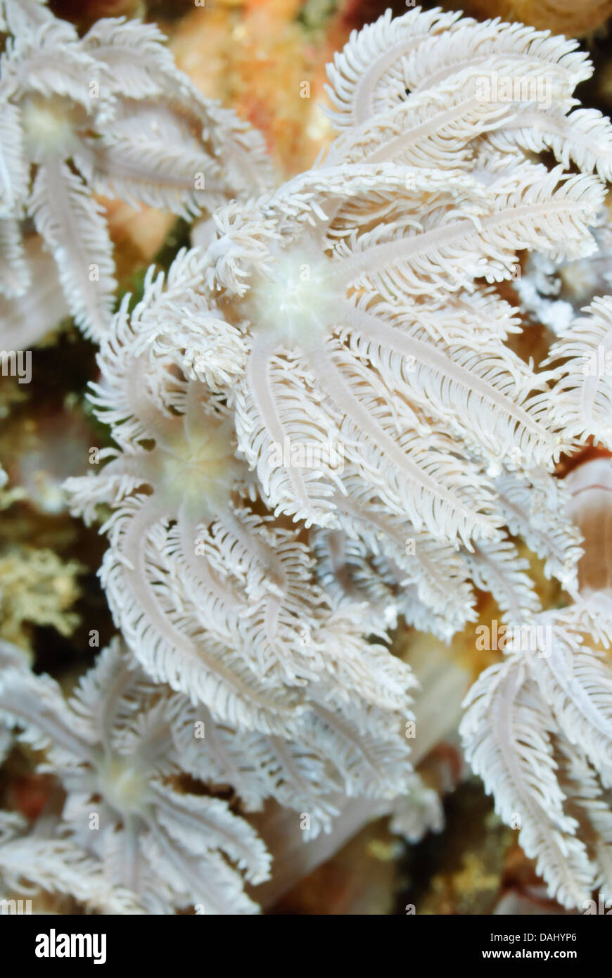 Les polypes coralliens Palm, Clavularia sp., le parc marin de Bunaken, au nord de Sulawesi, Indonésie, Pacifique Banque D'Images