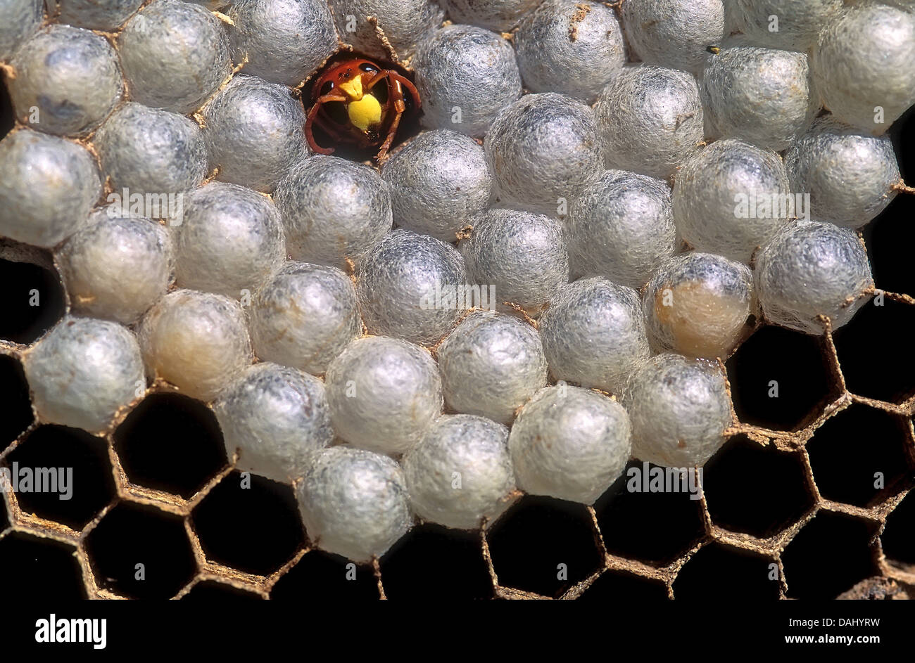 Nid de guêpes, de larves et de jeunes Banque D'Images