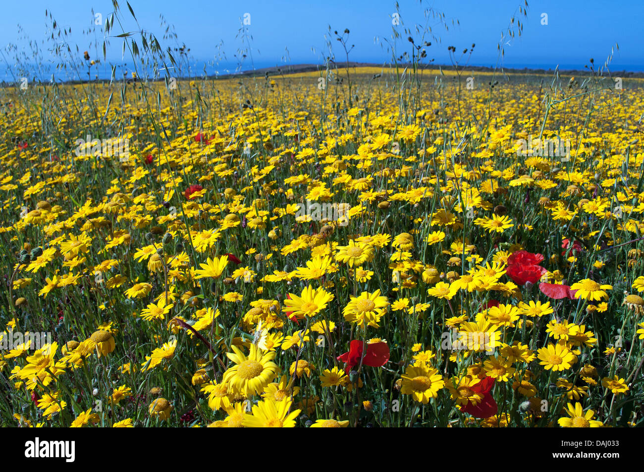 Un wild flower meadow à West Pentire près de Crantock à Cornwall, UK Banque D'Images