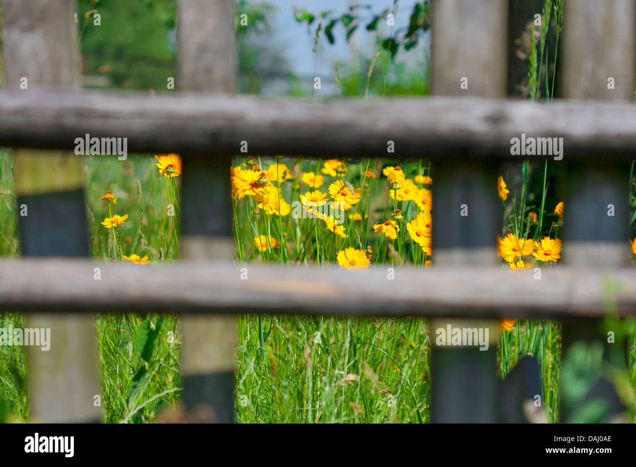 Belles fleurs jaunes sauvages derrière la barrière en bois Banque D'Images