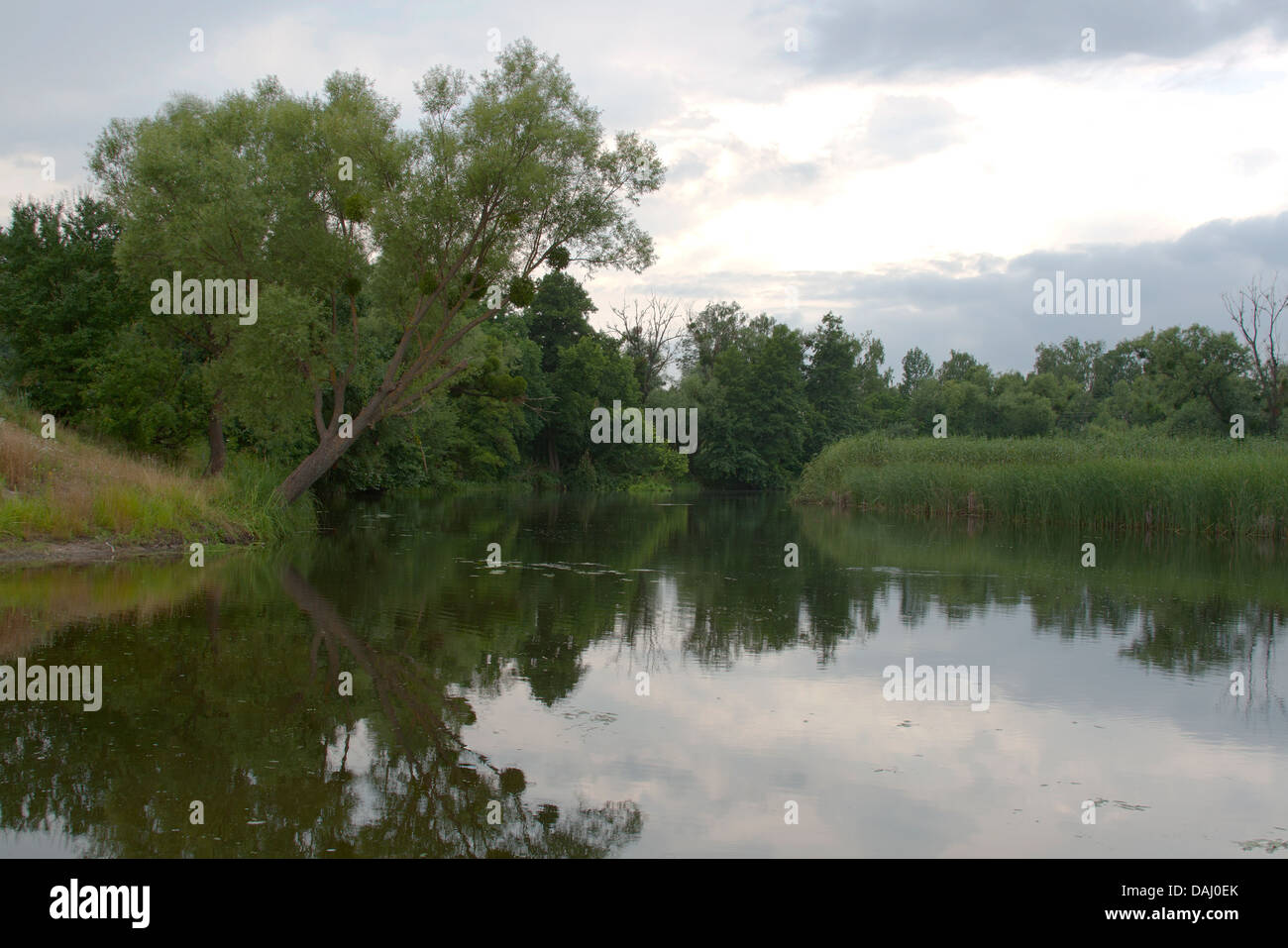 Ros de la rivière paysage estival, Centre de l'Ukraine Banque D'Images