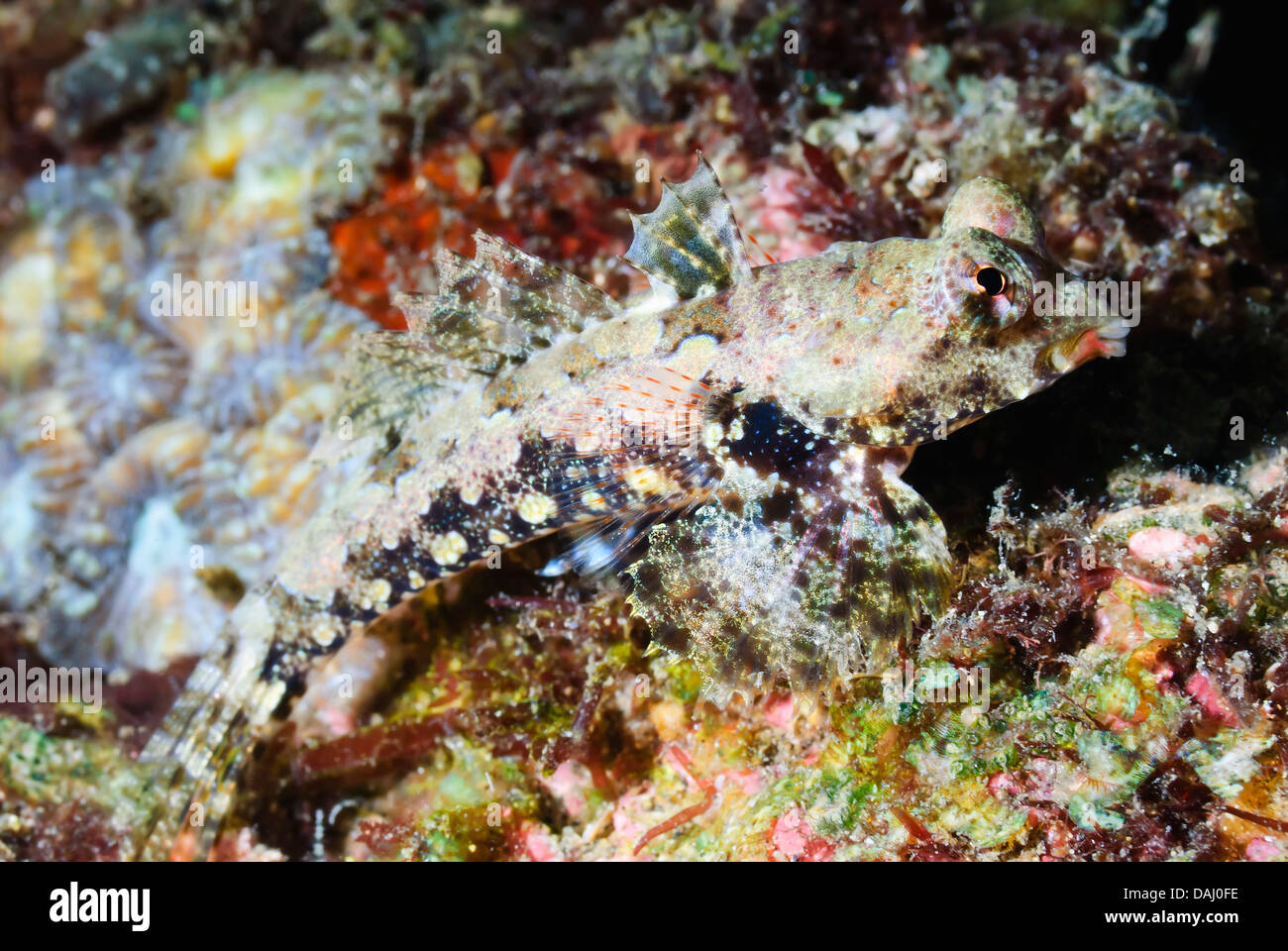 Morrison's dragonet femelle, Synchiropus morrisoni, Détroit de Lembeh, Sulawesi, Indonésie, Pacifique Banque D'Images