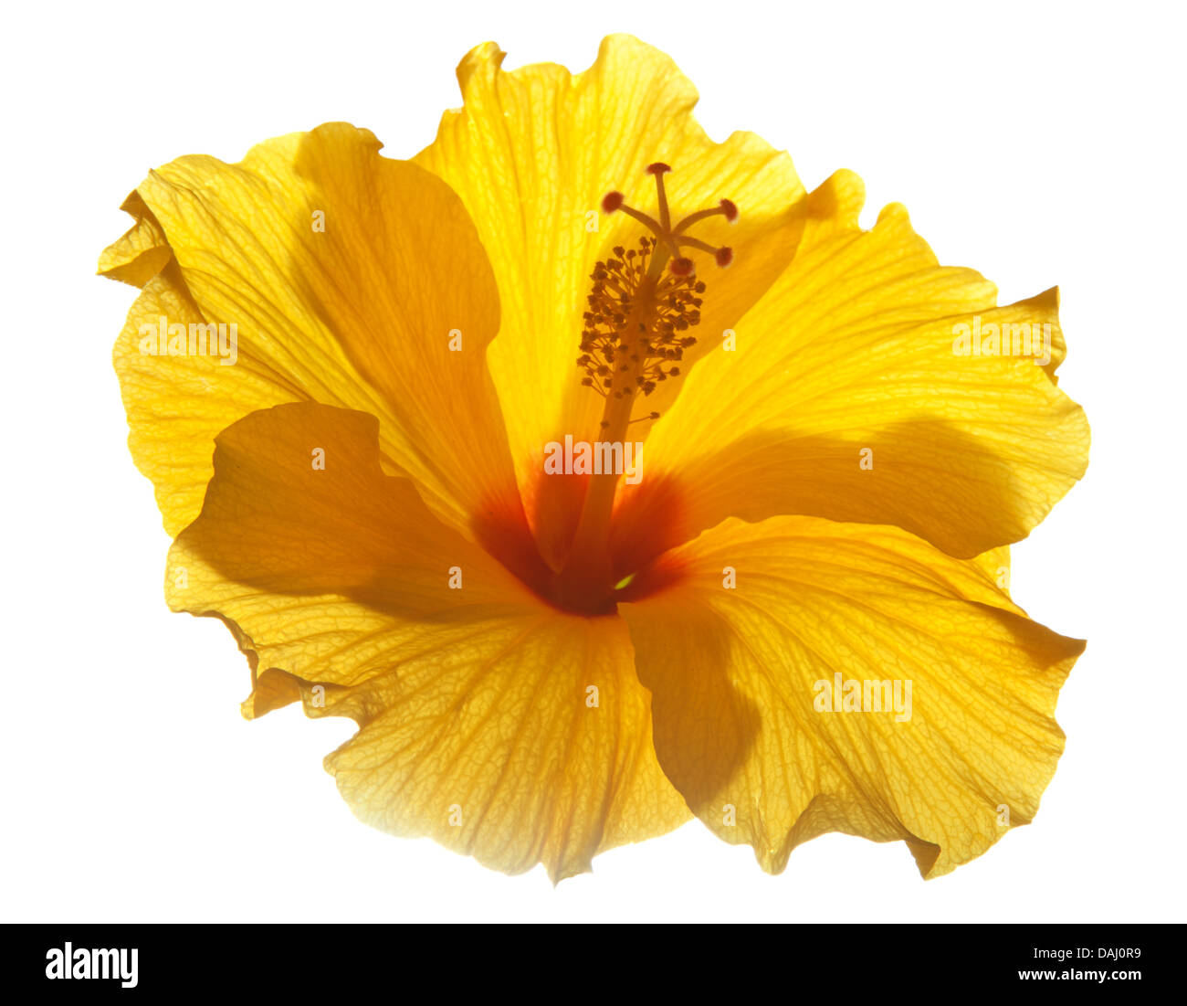 Hibiscus jaune unique rétroéclairé isolated Banque D'Images