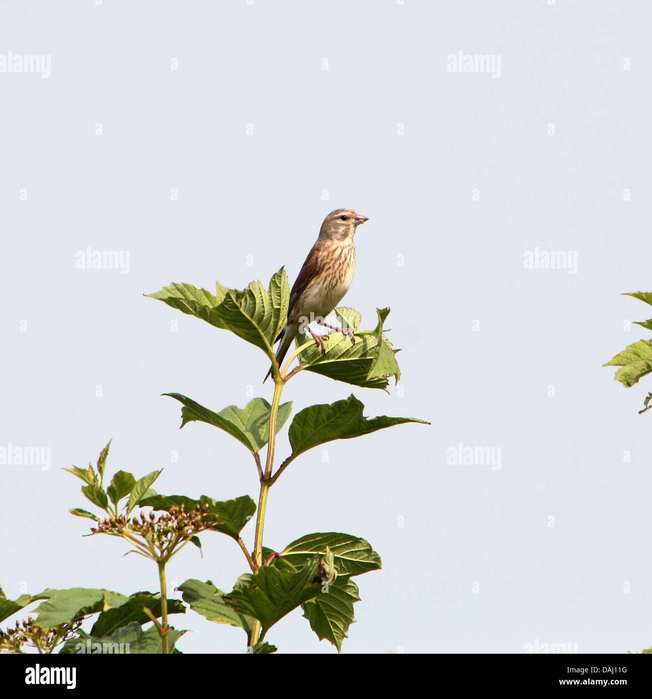 Les femelles ou (Carduelis cannabina Linnet eurasien) posant sur une branche Banque D'Images