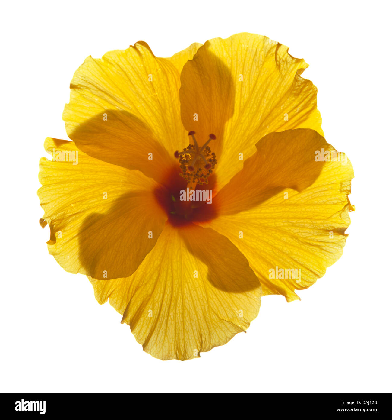 Hibiscus jaune unique rétroéclairé isolated Banque D'Images