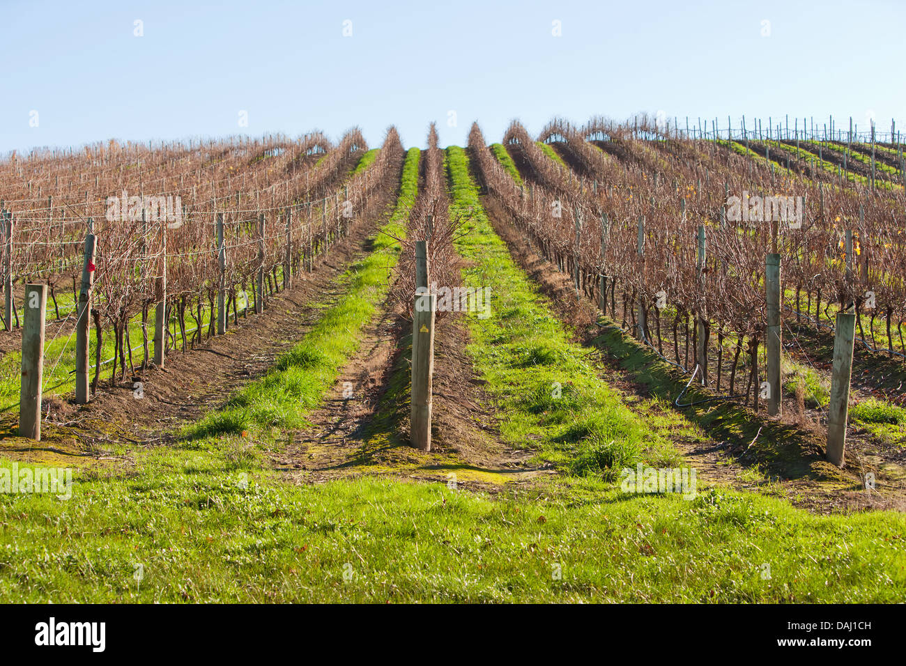Vignoble près de Macclesfield Péninsule de Fleurieu Australie Australie du Sud Banque D'Images