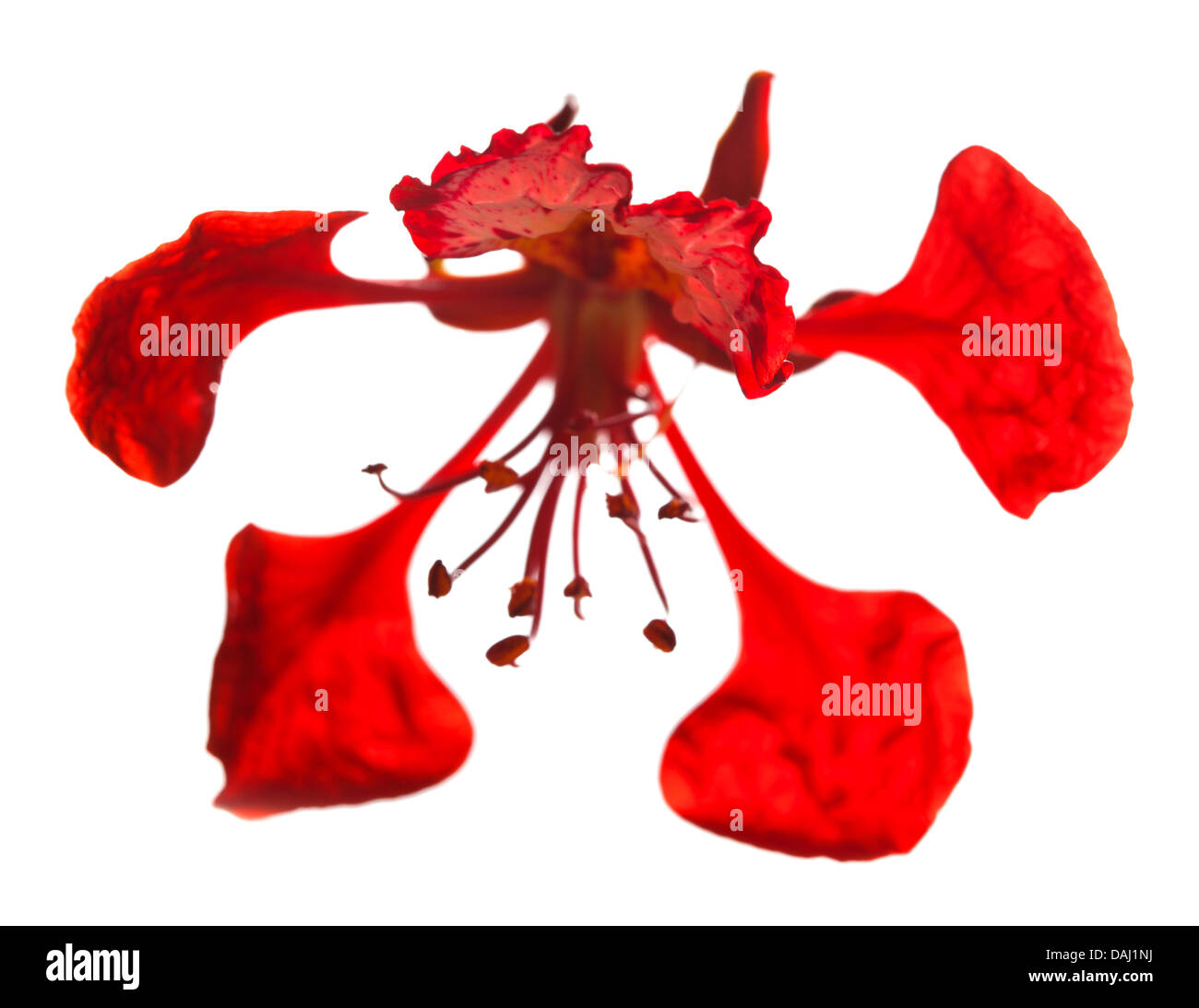 Delonix regia petal Banque d'images détourées Alamy