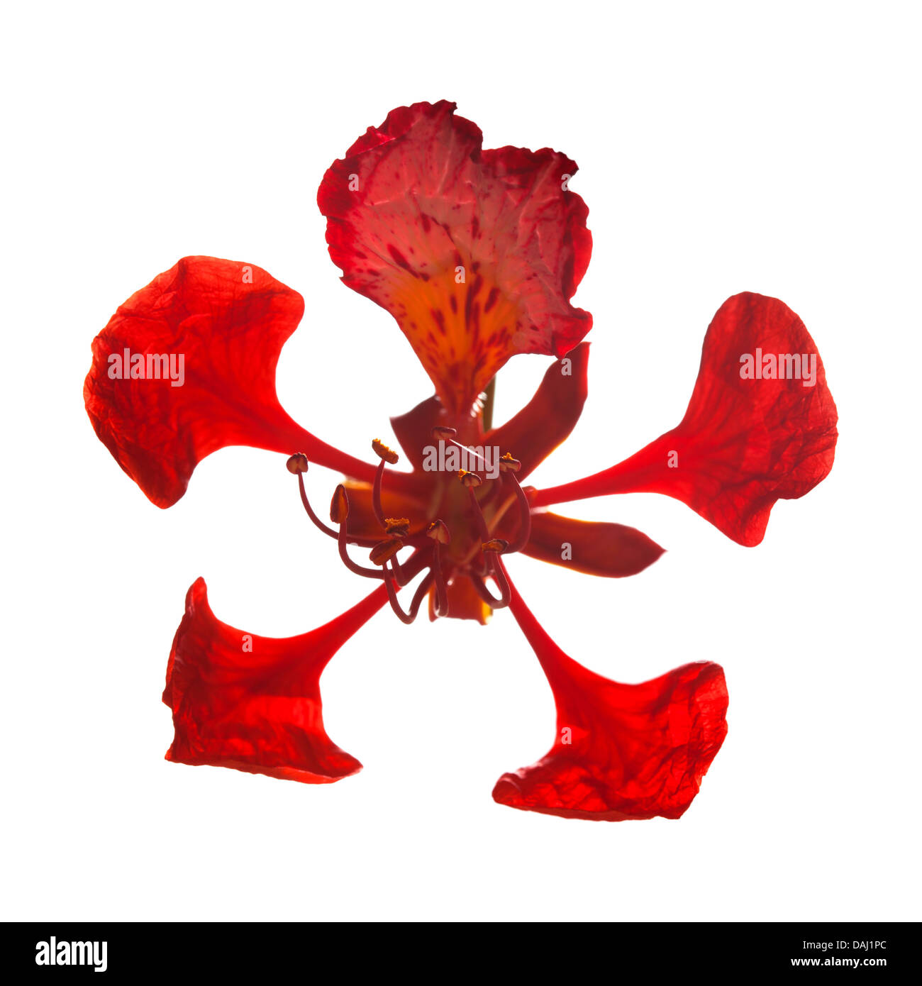 Seule fleur de Delonix regia isolated Banque D'Images