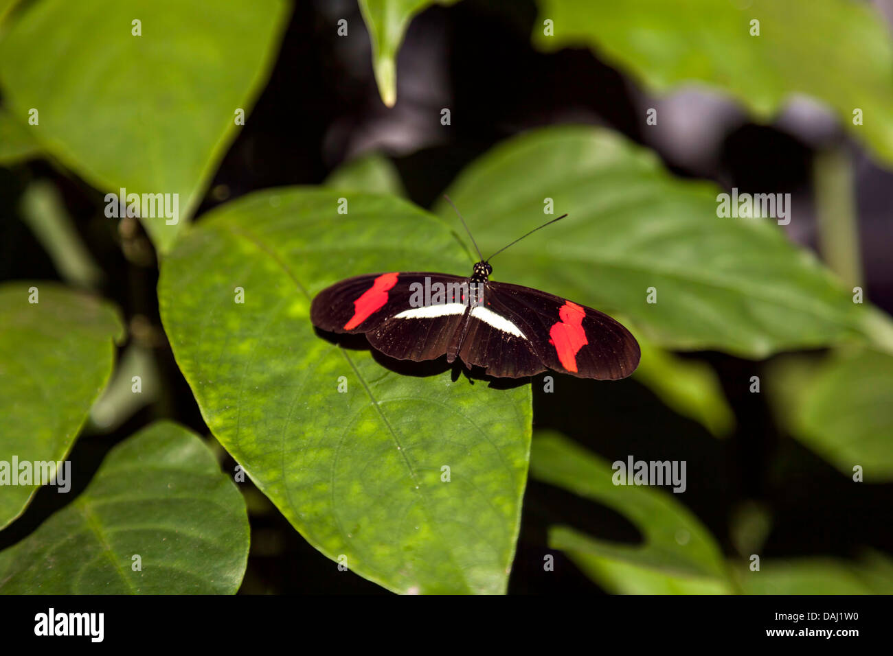 Noir, rouge et blanc Petit Postman Butterfly (Heliconius erato) sur la feuille. Banque D'Images