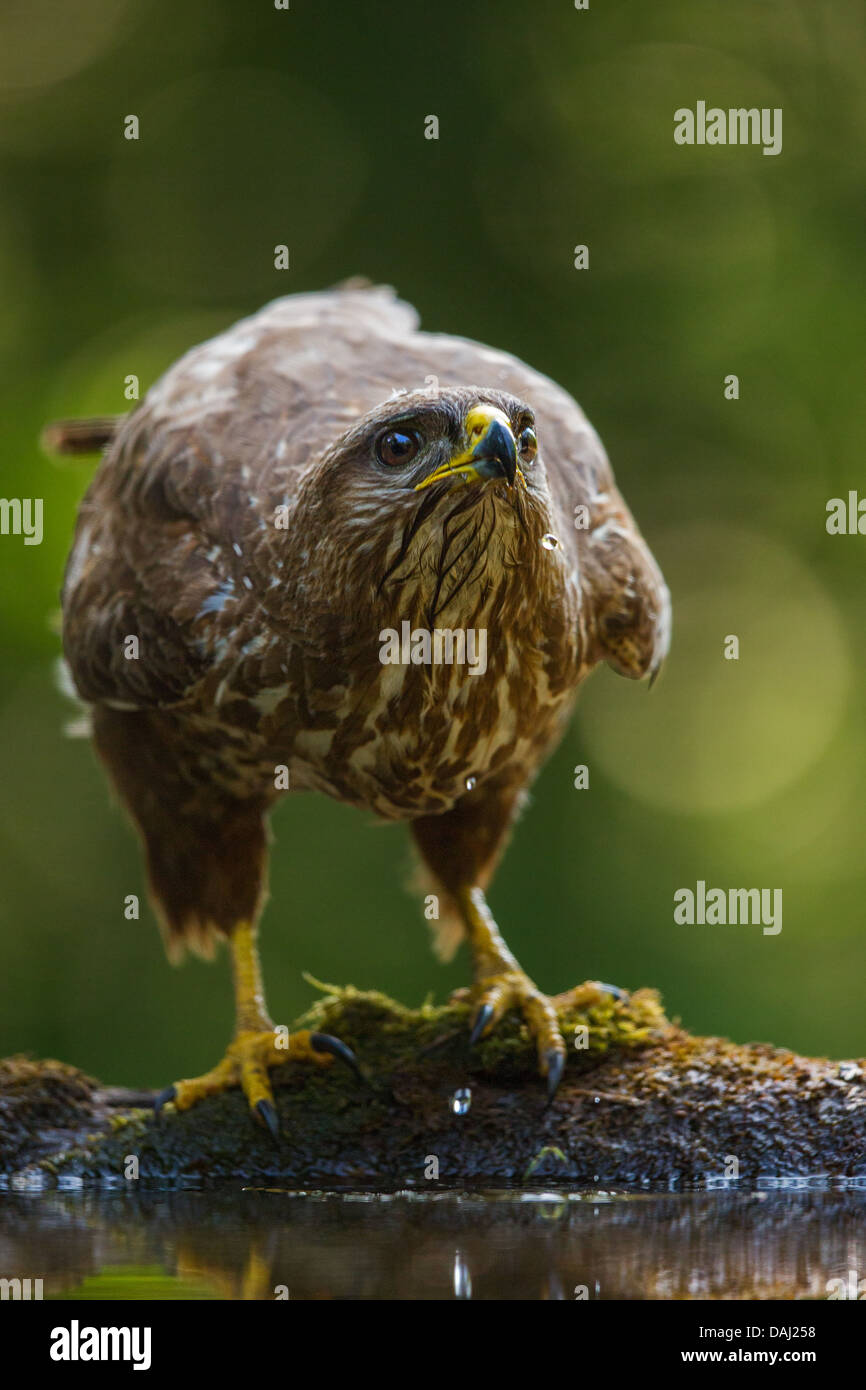 Close-up of a wild buse variable (Buteo buteo) boire à une forêt intérieure, soft focus fond vert sombre Banque D'Images