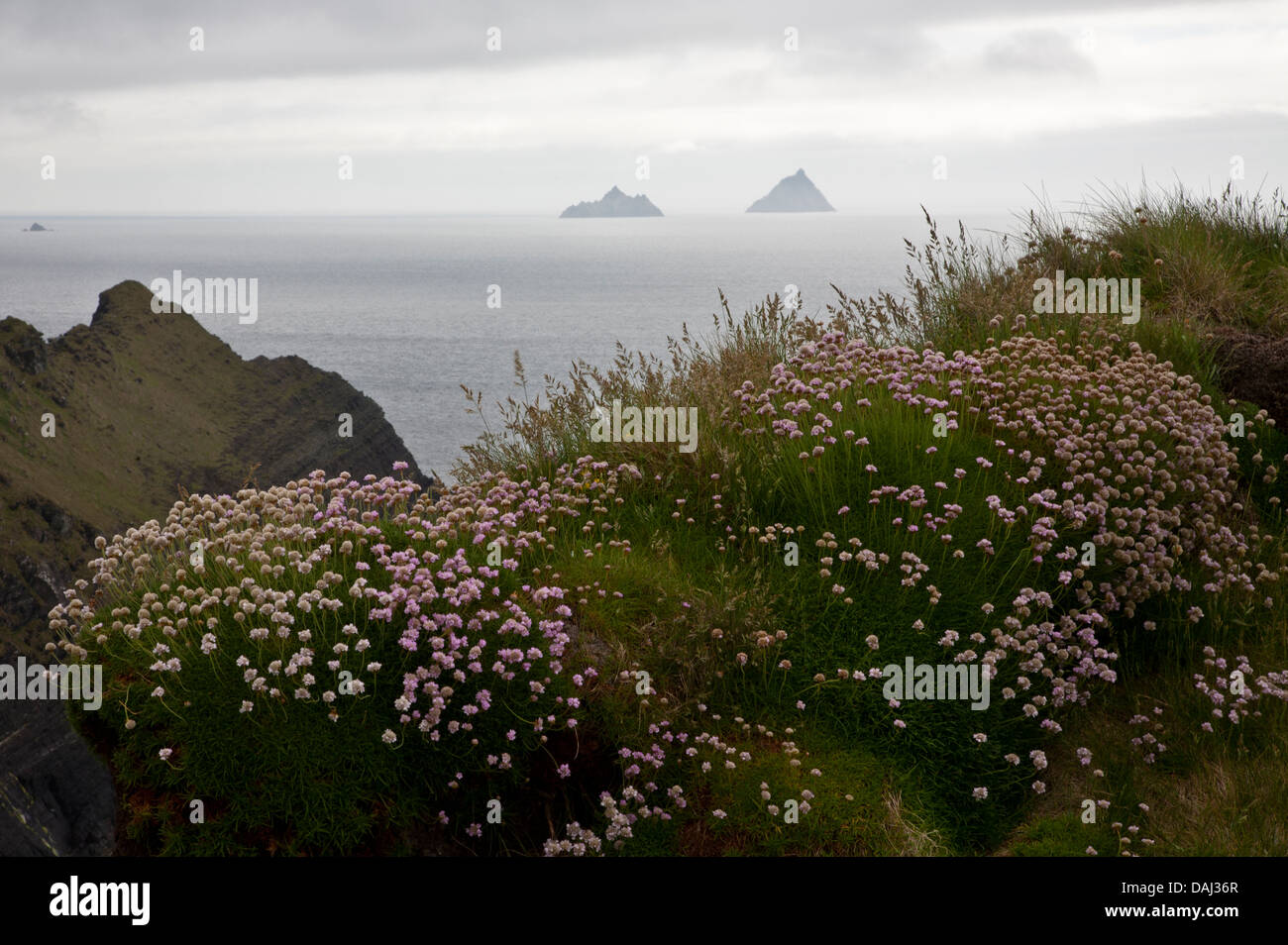 Vue lointaine des îles Blasket dans le brouillard avec des fleurs au premier plan au large de la côte de la péninsule de Dingle, Irlande, Europe, paix, irlandais brumeux Banque D'Images