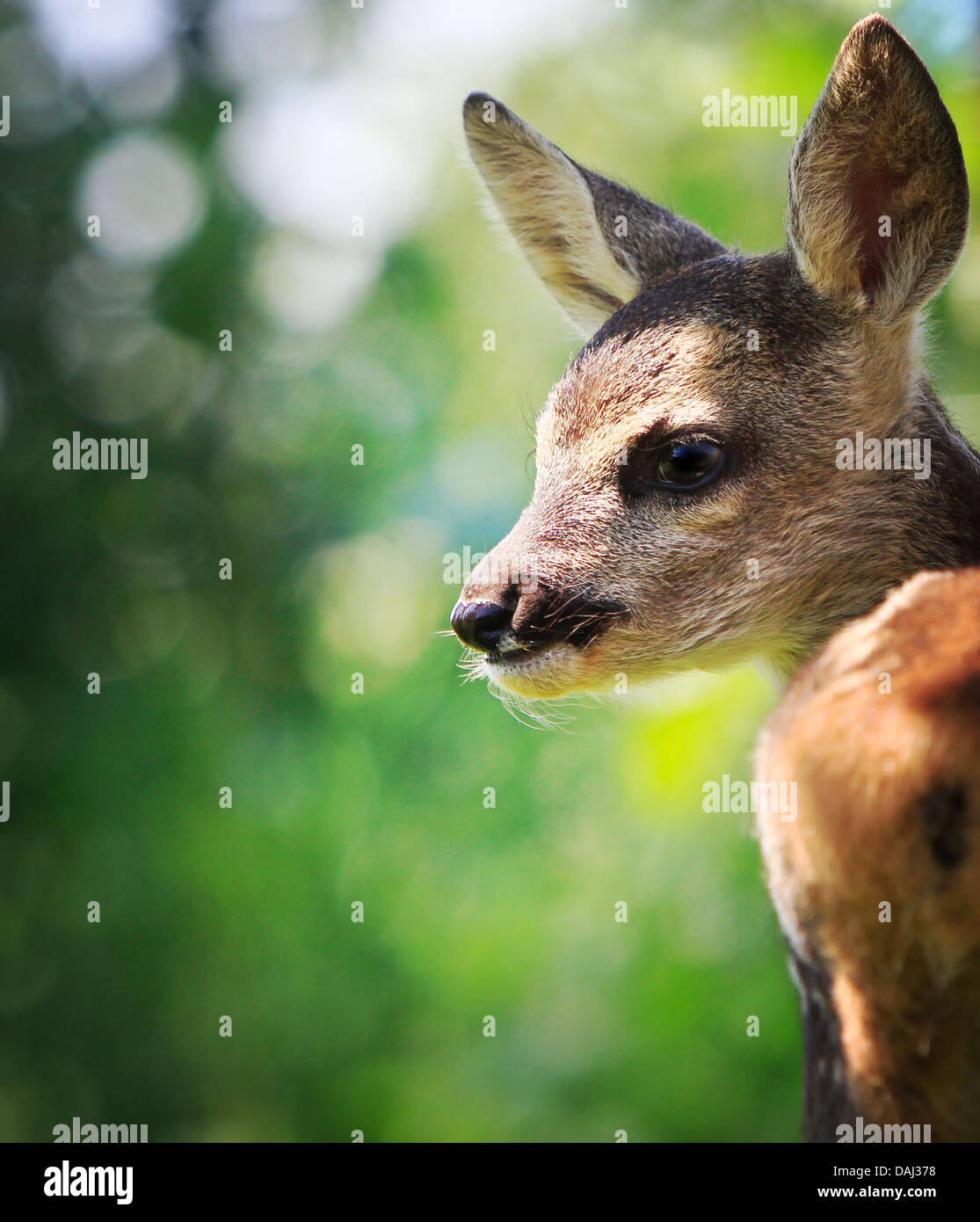 Le Chevreuil (Capreolus capreolus) Banque D'Images