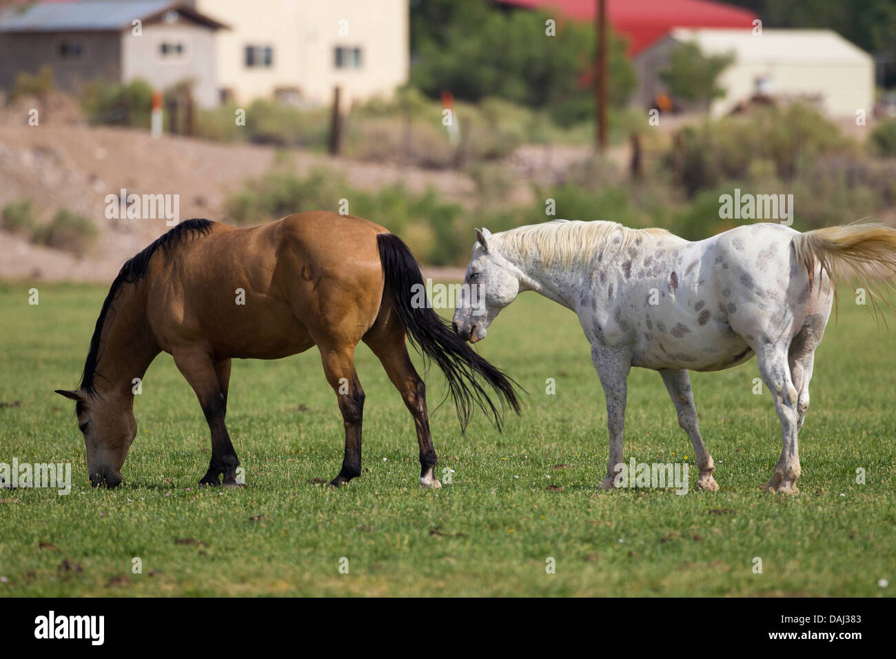 Chevaux près de San Antonio, Nouveau Mexique Banque D'Images