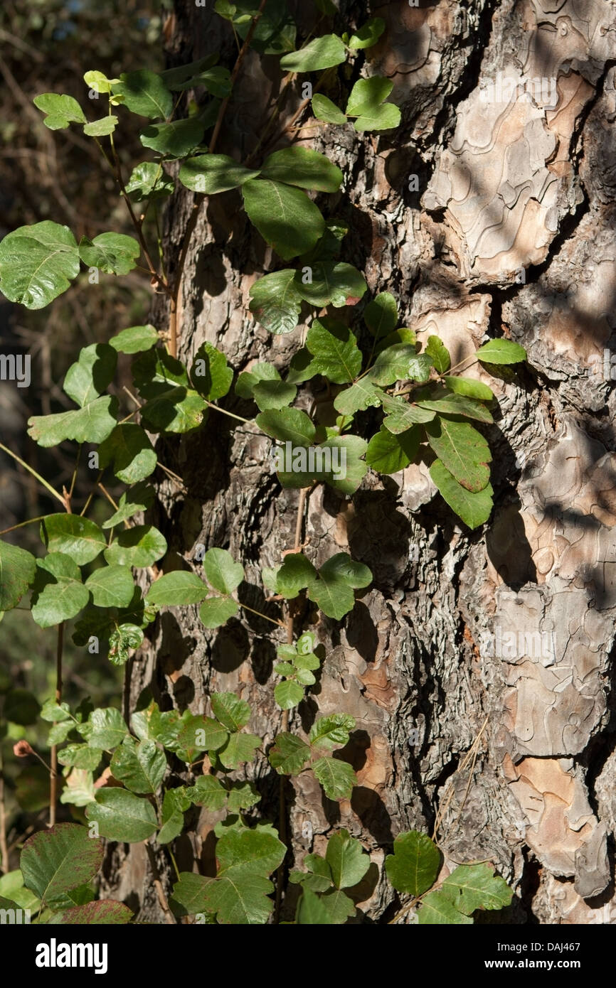 Le chêne poison qui pousse comme une vigne contre un tronc de pin. NOM LATIN Toxicodendron diversiloba NOM COMMUN chêne poison Banque D'Images