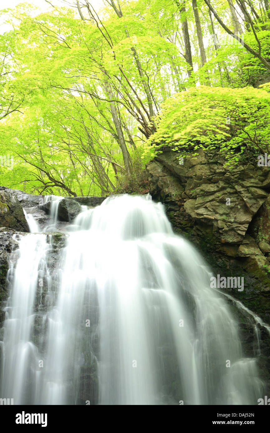 Cascade de frais vert, nom est Asamaootaki, Gunma, Japon Banque D'Images