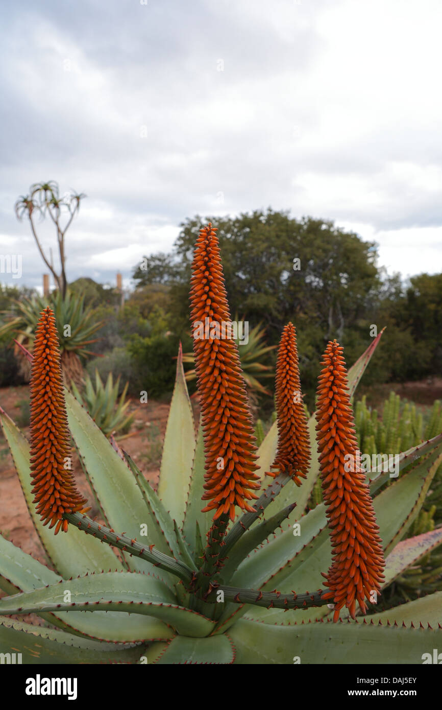 Inflorescence Aloe ferox - floraison d'hiver Banque D'Images