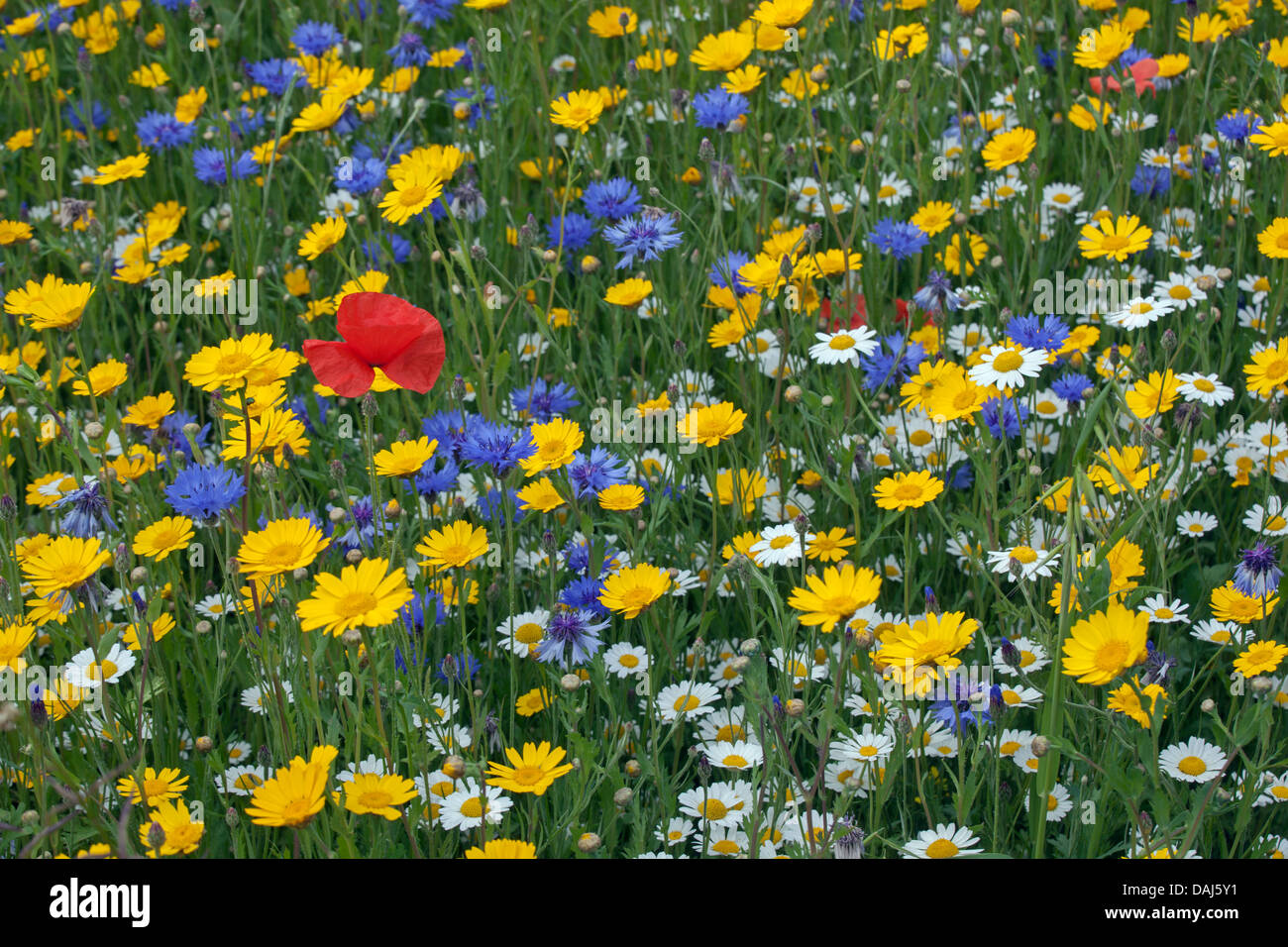 Maïs Marigold, Cornflower, maïs Chamomile et Poppies dans Meadow Banque D'Images