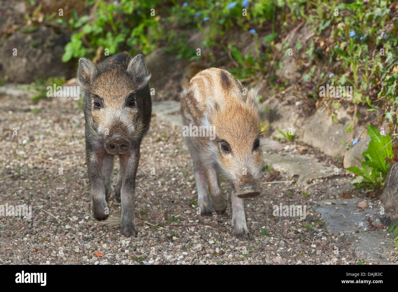 Le sanglier, le porc, le sanglier (Sus scrofa), deux shotes marcher côte à côte sur un chemin, Allemagne Banque D'Images