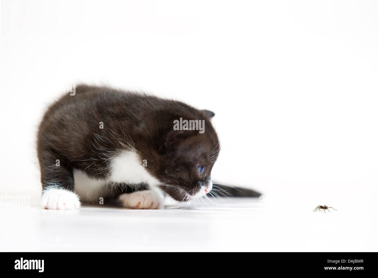 Cat versus araignée sur fond blanc, Close up Banque D'Images