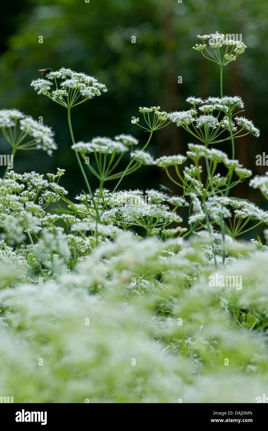 Anis (Pimpinella anisum), blooming Banque D'Images