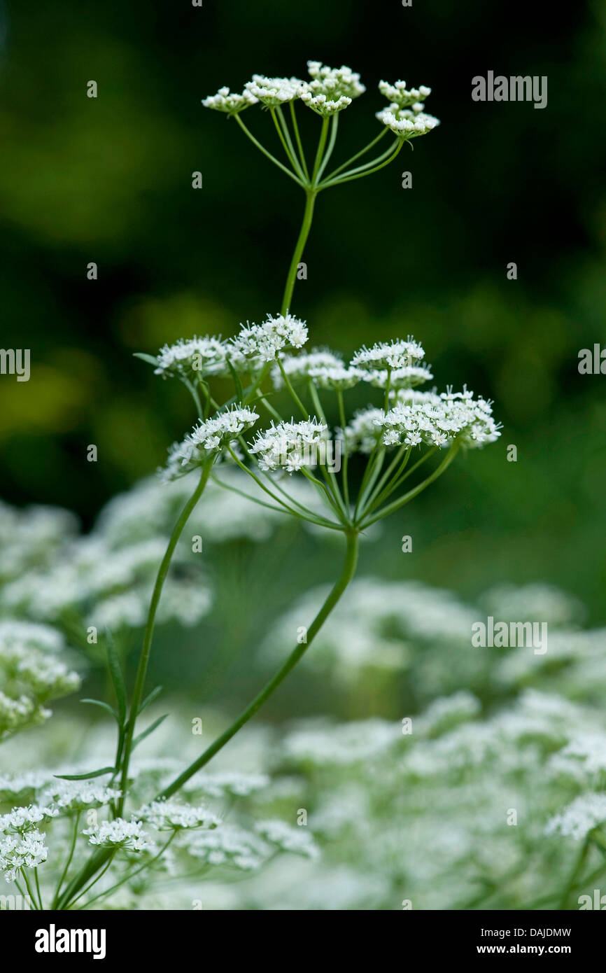 Anis (Pimpinella anisum), blooming Banque D'Images