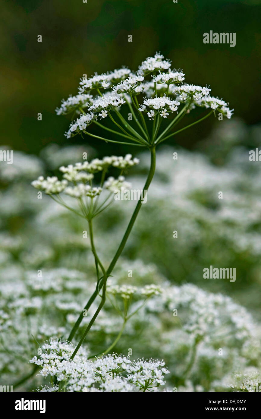 Anis (Pimpinella anisum), inflorescence Banque D'Images