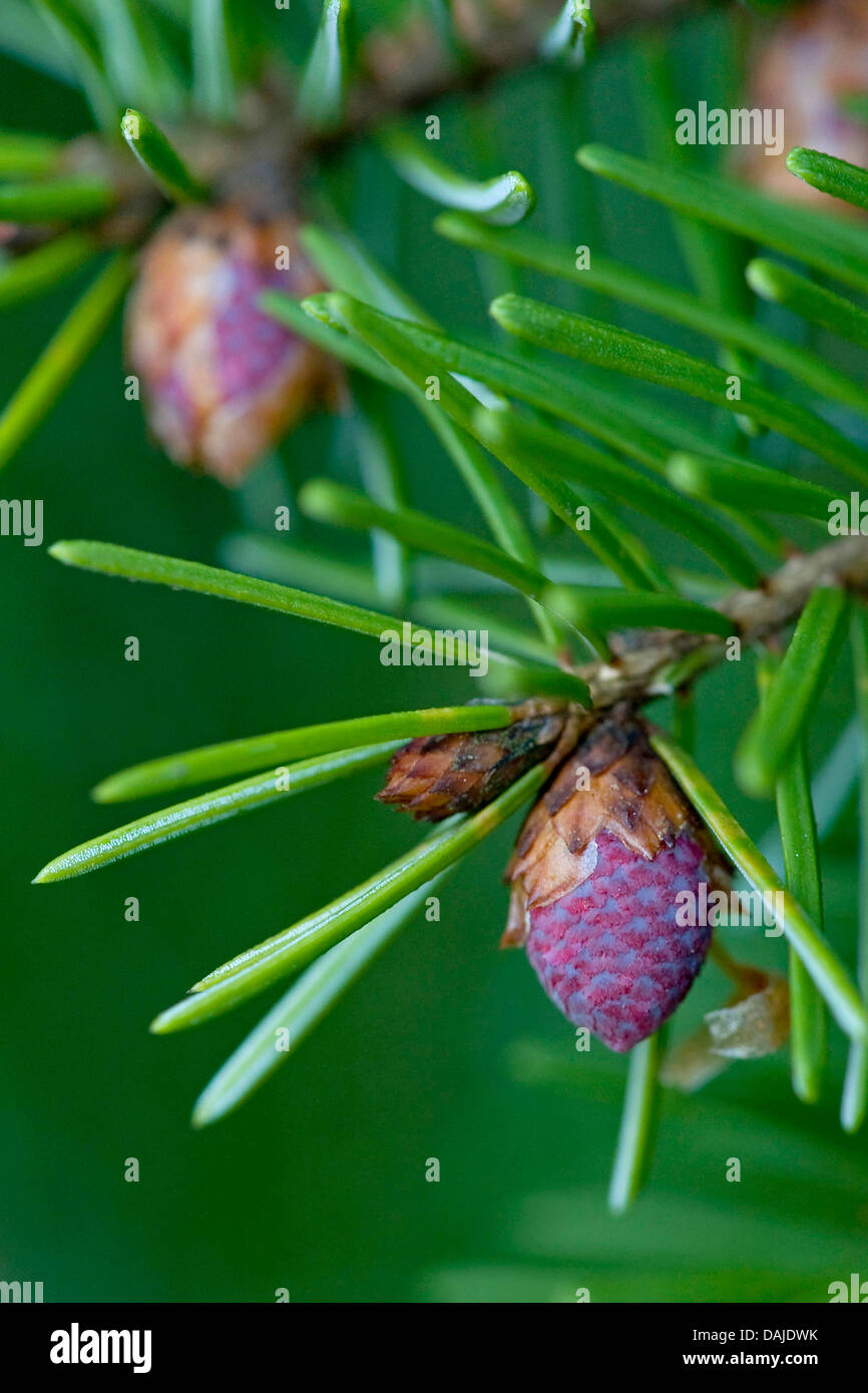 Épinette de Serbie (Picea omorika), de la direction générale avec les cônes en fleurs Banque D'Images