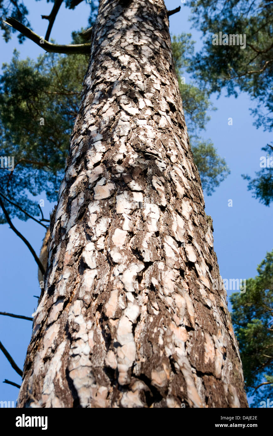 Pin sylvestre, le pin sylvestre (Pinus sylvestris), le tronc, Allemagne Banque D'Images